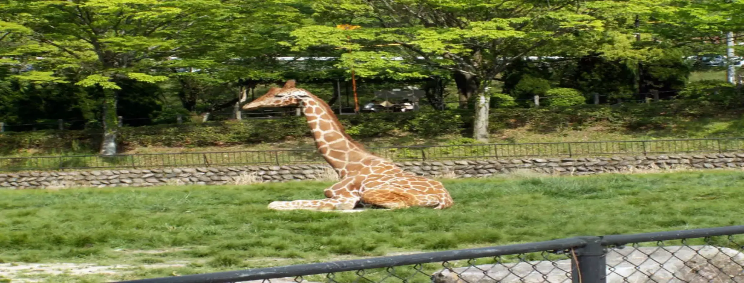 Image for Hiroshima City Asa Zoological Park